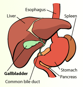 gall bladder (for cholecystectomy)